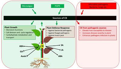 Frontiers Role Of Cytokinins For Interactions Of Plants With Microbial Pathogens And Pest Insects Plant Science