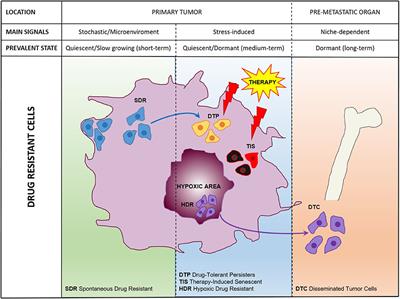 Frontiers Stem Cell Plasticity And Dormancy In The Development