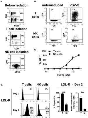 Frontiers A Distinct Subset Of Highly Proliferative And Lentiviral Vector Lv Transducible Nk Cells Define A Readily Engineered Subset For Adoptive Cellular Therapy Immunology