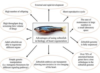 zebrafish embryo diagram