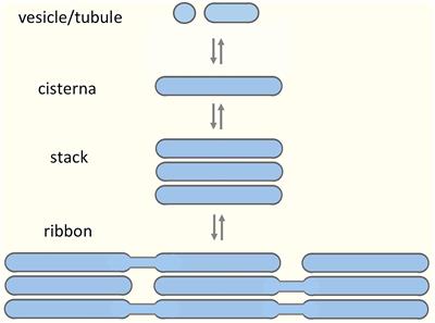 Frontiers | A New Look at the Functional Organization of the Golgi Ribbon