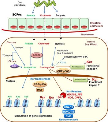 Frontiers | The Contribution of Histone Crotonylation to Tissue Health ...