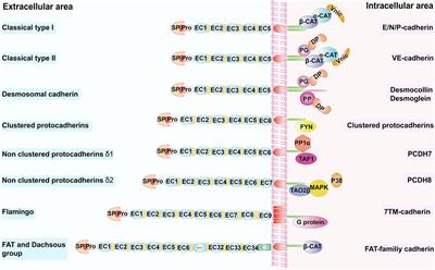 Frontiers Cadherin Signaling In Cancer Its Functions And Role As A Therapeutic Target Oncology
