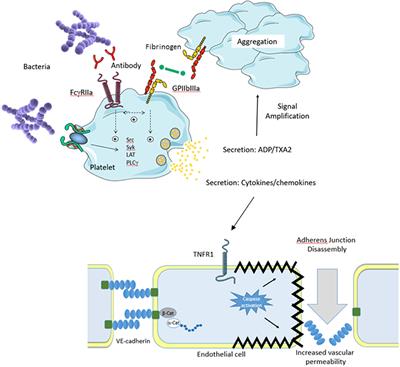 Frontiers | Early Host Interactions That Drive the Dysregulated ...