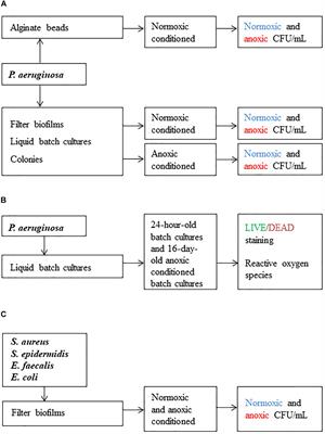 Frontiers Oxygen Restriction Generates Difficult To Culture P Aeruginosa Microbiology