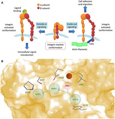 Frontiers Novel Ligands Targeting b1 Integrin Therapeutic Applications And Perspectives Chemistry