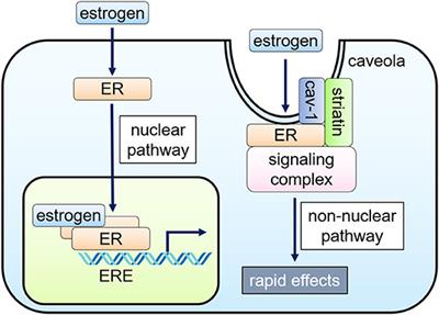 Frontiers  Regulatory Actions of Estrogen Receptor Signaling in