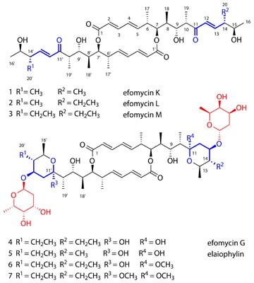Frontiers Efomycins K And L From A Termite Associated Streptomyces Sp M56 And Their Putative Biosynthetic Origin Microbiology