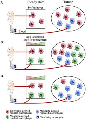 Frontiers Ontogeny Of Tumor Associated Macrophages Immunology