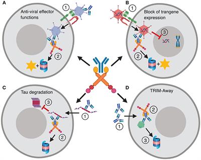 Frontiers | TRIM21—From Intracellular Immunity to Therapy