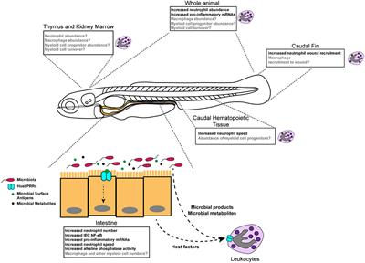 Frontiers | Commensal Microbiota Regulate Vertebrate Innate Immunity ...