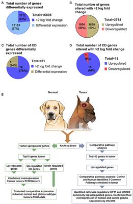 can dogs get hsv from humans