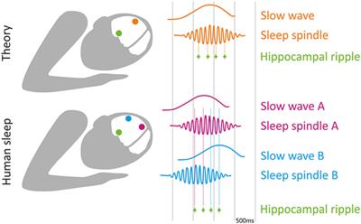 binaural sleep collective horizontal oscillation