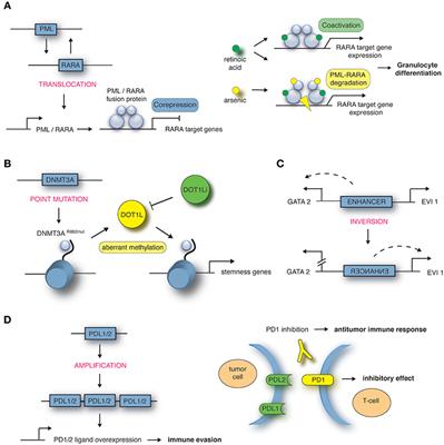 Frontiers | Structural Variants as a Basis for Targeted Therapies in ...