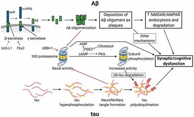 Frontiers Perturbations Of Ubiquitin Proteasome Mediated Proteolysis In Aging And Alzheimer S Disease Frontiers In Aging Neuroscience