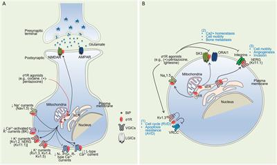 Frontiers | The Sigma-1 Receptor: When Adaptive Regulation of Cell ...