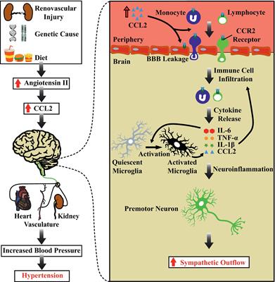 Frontiers | Chemoattraction and Recruitment of Activated Immune Cells ...