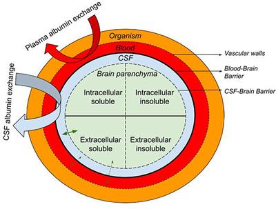 Frontiers | Albumin Exchange in Alzheimer's Disease: Might CSF Be an ...