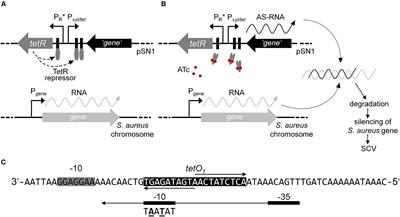 Frontiers | Adaption of an Episomal Antisense Silencing Approach for ...