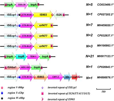 Frontiers | Characterization of Beta-Lactamases in Bloodstream ...