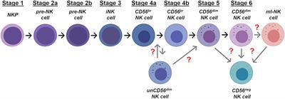 Frontiers | On the Way to Become a Natural Killer Cell