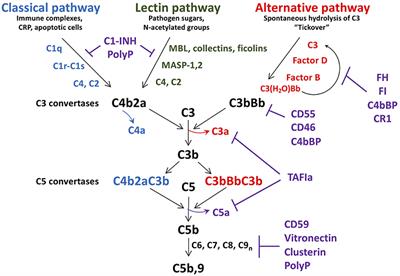 Frontiers Platelets And Complement Cross Talk In Early Atherogenesis Cardiovascular Medicine