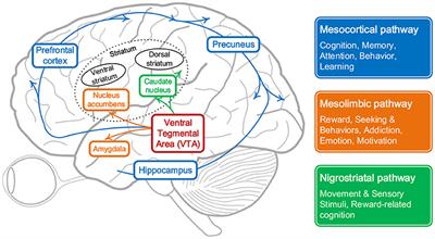 Frontiers | A Curiosity-Based Learning Method for Spiking Neural Networks