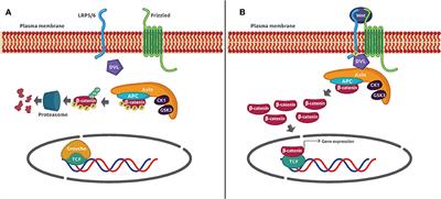 Frontiers | Wnt/β-Catenin Signaling as a Molecular Target by Pathogenic ...