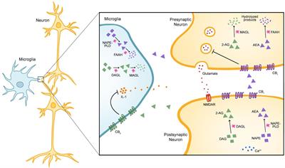 Frontiers | The Endocannabinoid System as a Window Into Microglial ...