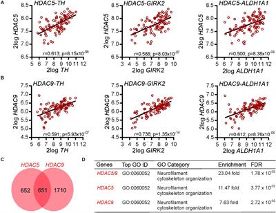 Frontiers Gene Co Expression Analysis Identifies Histone Deacetylase 5 And 9 Expression In Midbrain Dopamine Neurons And As Regulators Of Neurite Growth Via Bone Morphogenetic Protein Signaling Cell And Developmental Biology