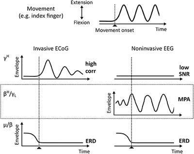 Frontiers Ecog Beta Suppression And Modulation During Finger Extension And Flexion Neuroscience