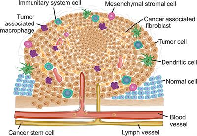 Frontiers | Nanotheranostics Targeting the Tumor Microenvironment