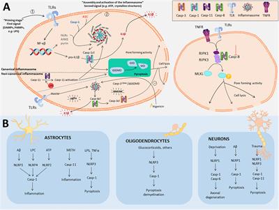 Frontiers | Brainiac Caspases: Beyond the Wall of Apoptosis