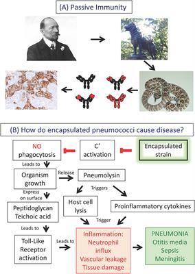 Subscribe to Draw it to Know it and learn microbiology/immunology with our  efficient and effective approach to learning in the medical and  biological, By Ditki, Medical & Biological Sciences