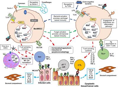 Frontiers | Trained Immunity for Personalized Cancer Immunotherapy ...