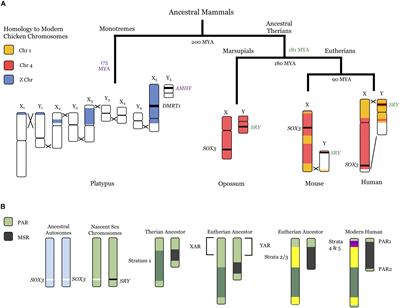 Genes that Escape Silencing on the Second X Chromosome May Drive Disease