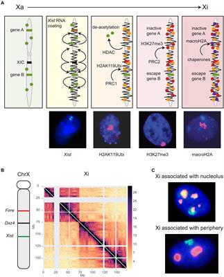 Genes that Escape Silencing on the Second X Chromosome May Drive Disease