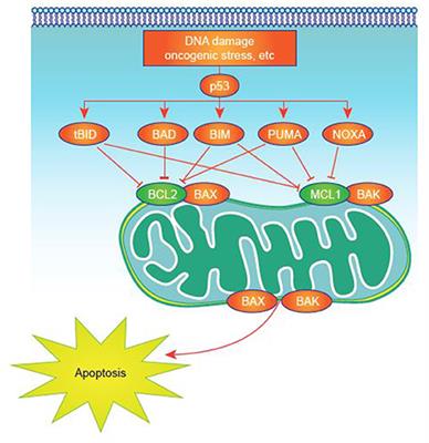 Frontiers | Transcriptional Silencing of MCL-1 Through Cyclin-Dependent ...