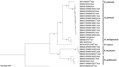 Frontiers | Description of Klebsiella spallanzanii sp. nov. and of ...