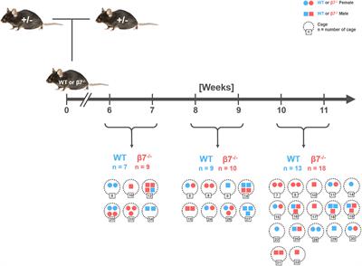 Frontiers | The Compromised Mucosal Immune System of β7 Integrin ...