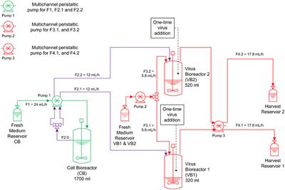 Frontiers Production Of Defective Interfering Particles Of Influenza A Virus In Parallel Continuous Cultures At Two Residence Times Insights From Qpcr Measurements And Viral Dynamics Modeling Bioengineering And Biotechnology