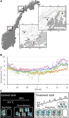 Frontiers Broad Thermal Tolerance In The Cold Water Coral Lophelia Pertusa From Arctic And Boreal Reefs Physiology