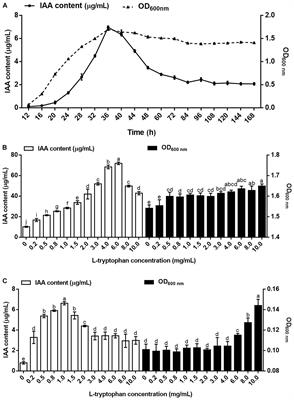 Frontiers Indole 3 Acetic Acid In Burkholderia Pyrrocinia Jk Sh007 Enzymatic Identification Of The Indole 3 Acetamide Synthesis Pathway Microbiology