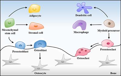 Frontiers Magnetic Materials In Promoting Bone Regeneration