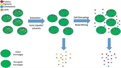 Frontiers | Mild Fractionation of Hydrophilic and Hydrophobic ...