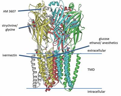 Frontiers | Modulation of Glycine Receptor-Mediated Pain Signaling in vitro and in vivo by Glucose