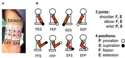 BTG biceps and triceps signals on the first two principal