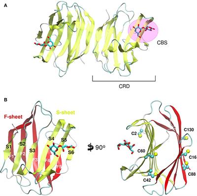 Frontiers The Structural Biology Of Galectin Ligand Recognition Current Advances In Modeling Tools Protein Engineering And Inhibitor Design Chemistry