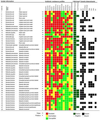 Frontiers Occurrence Phenotypic And Molecular Characterization Of Extended Spectrum And Ampc B Lactamase Producing Enterobacteriaceae Isolated From Selected Commercial Spinach Supply Chains In South Africa Microbiology