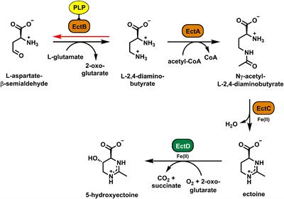 Frontiers | Biosynthesis of the Stress-Protectant and Chemical Chaperon ...